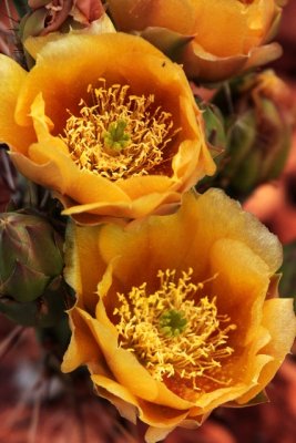 Cactus Flowers