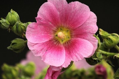 Holly Hock