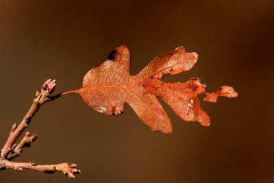 Scrub Oak leaf