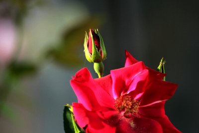 A Rose bud.