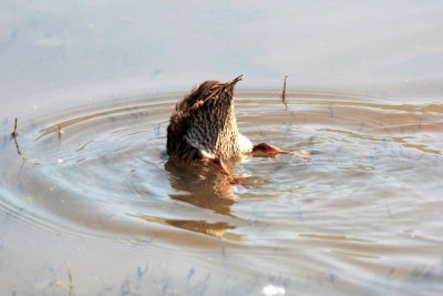Duck Butt