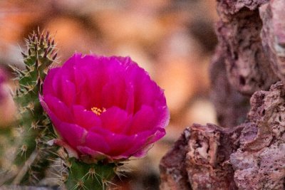 Duanes cactus patch