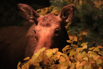 Cow Moose