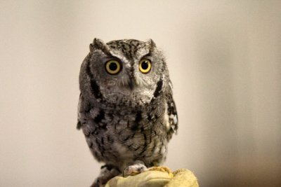 Barn Owl