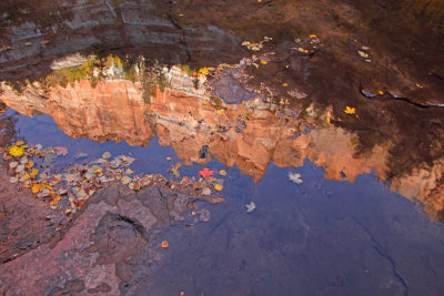 North Creek reflection