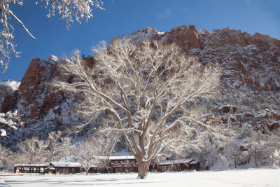 Zion Lodge and Fremont Cottonwood Tree