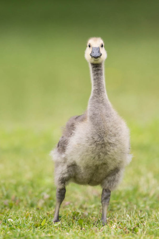 Bernache du Canada -- Canada Goose