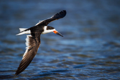 Bec-en-ciseaux noir -- Black skimmer