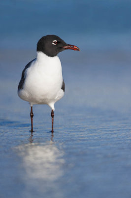 Mouette atricille -- Laughing Gull