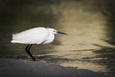 Aigrette neigeuse -- Snowy Egret