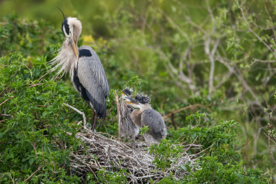 Grand héron -- Great Blue Heron
