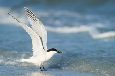 Sterne caugek -- Sandwich Tern