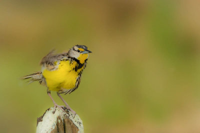 Sturnelle des prés -- Eastern Meadowlark