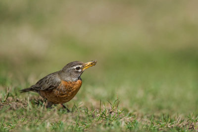 Merle d'Amérique, femelle -- American Robin, female