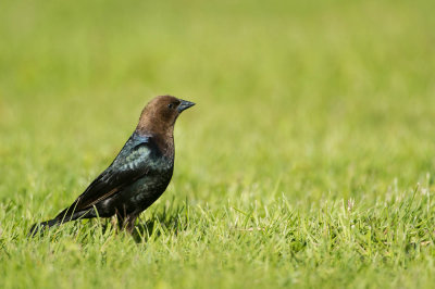 Vacher à tête brune, mâle -- Brown-headed Cowbird, male