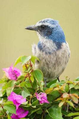 Geai  gorge blanche - Florida Scrub-Jay