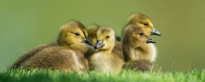 Bernache du Canada -- Canada Goose