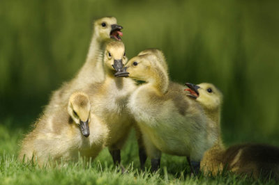 Bernache du Canada -- Canada Goose