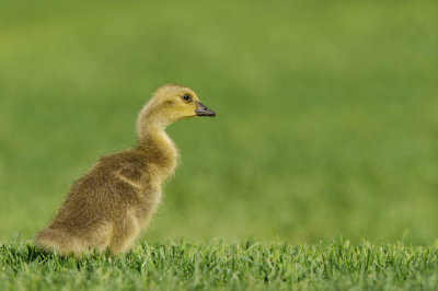 Bernache du Canada -- Canada Goose