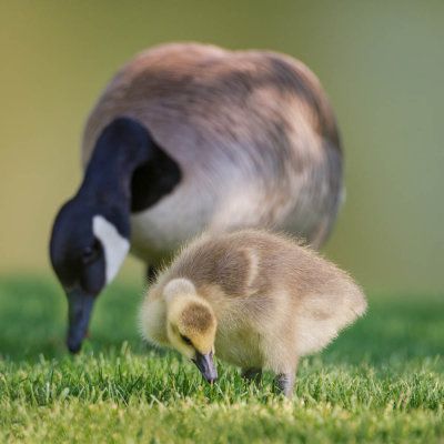 Bernache du Canada -- Canada Goose