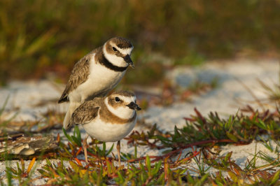 Pluvier de Wilson -- Wilson's Plover (3/3)