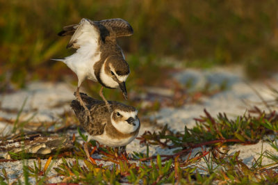 Pluvier de Wilson -- Wilson's Plover (2/3)