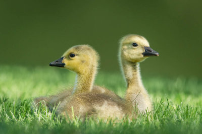 Bernache du Canada -- Canada Goose