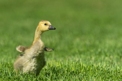 Bernache du Canada -- Canada Goose