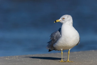 Goéland à Bec Cerclé -- Ring-billed Gull