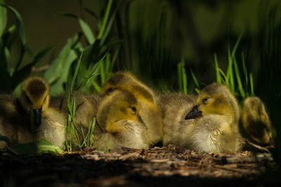 Bernache du Canada -- Canada Goose