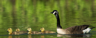 Bernache du Canada -- Canada Goose