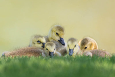 Bernache du Canada -- Canada Goose