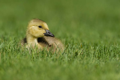 Bernache du Canada -- Canada Goose
