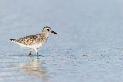 Pluvier argenté -- Grey Plover