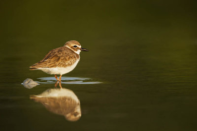 Pluvier de Wilson -- Wilson's Plover