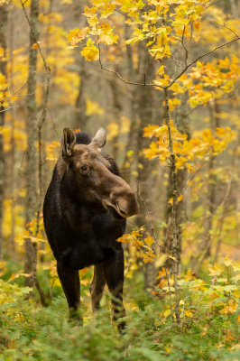 Orignal -- Moose