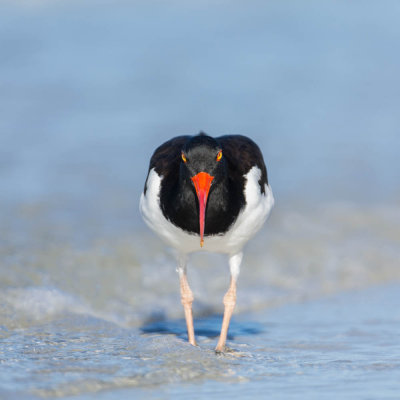 Hutrier d'Amrique -- American Oystercatcher