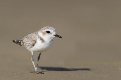 Pluvier à collier interrompu -- Snowy Plover