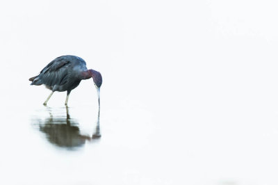 Aigrette bleue -- Little Blue Heron