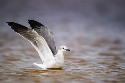 Mouette atricille -- Laughing Gull