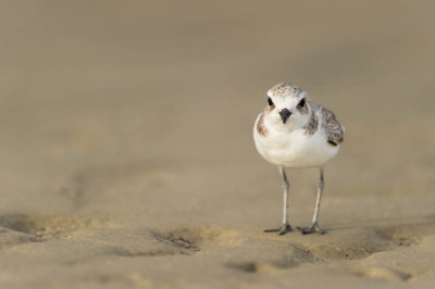 Pluvier à collier interrompu -- Snowy Plover