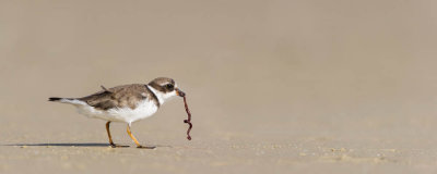 Pluvier semipalmé -- Semipalmated Plover