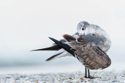 Mouette atricille -- Laughing Gull