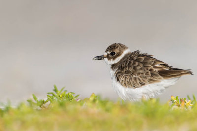 Pluvier de Wilson -- Wilson's Plover