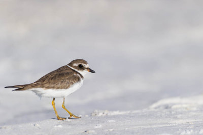 Pluvier semipalmé -- Semipalmated Plover