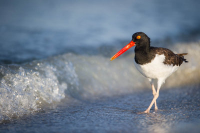 Hutrier d'Amrique -- American Oystercatcher