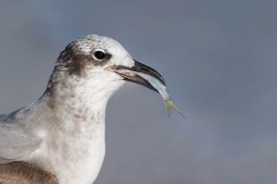 Mouette atricille -- Laughing Gull