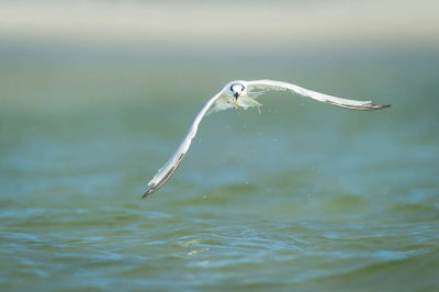 Sterne caugek -- Sandwich Tern