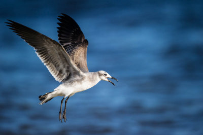 Mouette atricille -- Laughing Gull