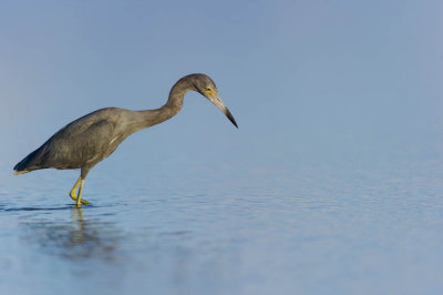 Aigrette bleue -- Little Blue Heron